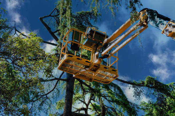 Dead Tree Removal in Sebastian, FL